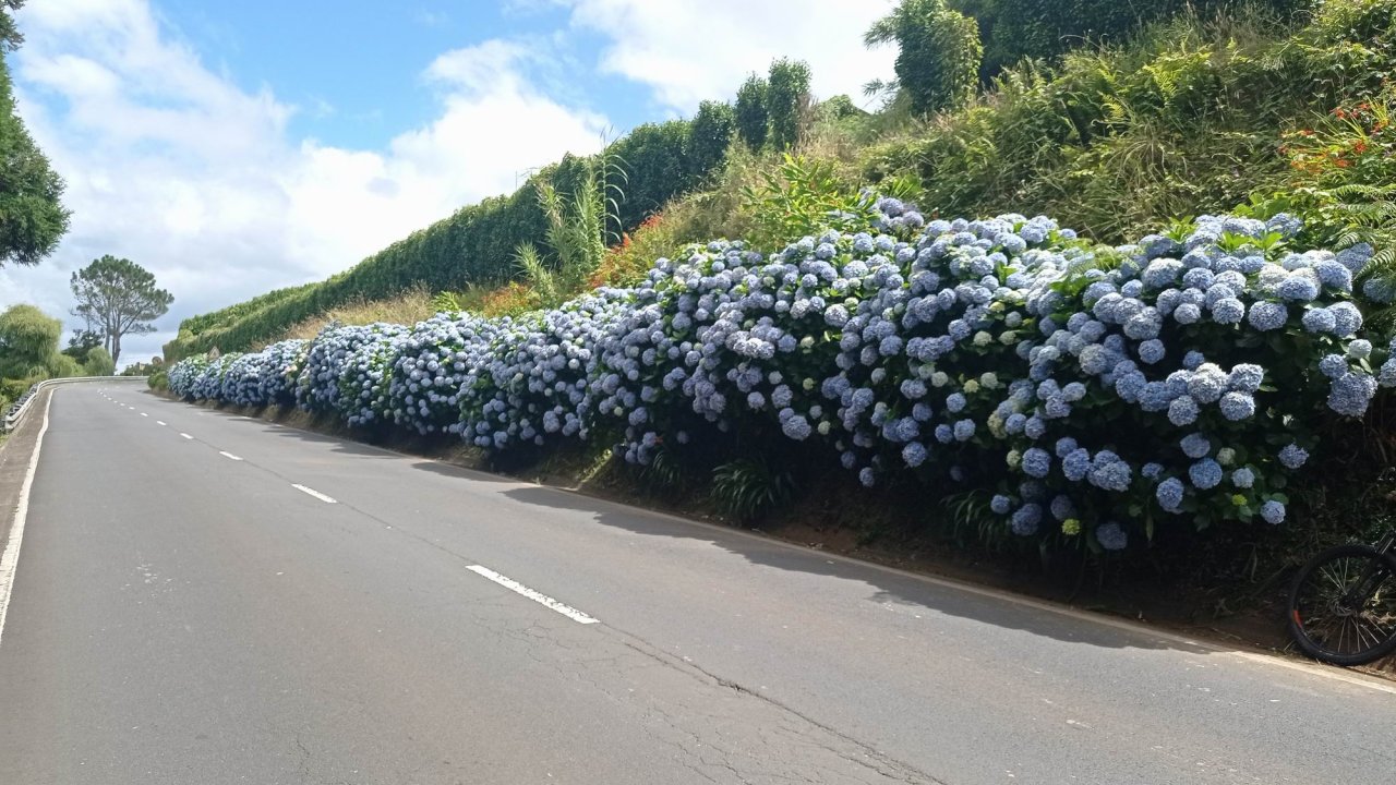 032 Faial_Azory