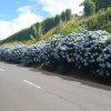 032 Faial_Azory
