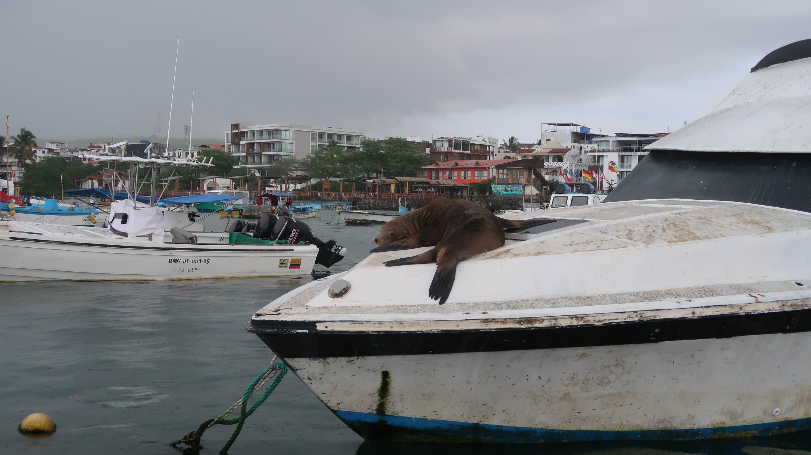 Panama Galapagy 10
