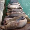 050 Galapágy